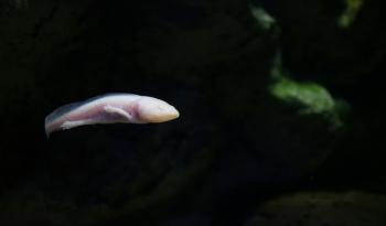 El ajolote mexicano llega al Acuario de Cecut