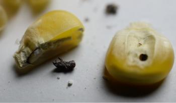 Evalúan investigadores alternativas para mitigar la plaga de almacén en maíz nativo