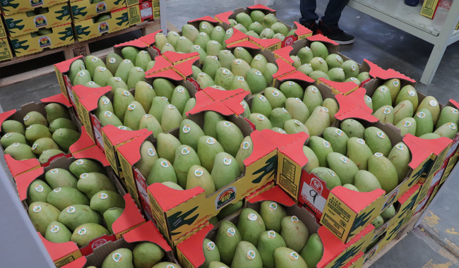 Potencializa México la capacidad para irradiar frutas y fortalece la exportación de vegetales frescos