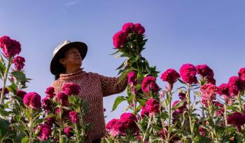 Garantizado el abasto de flores de temporada para los altares y ofrendas de Día de Muertos