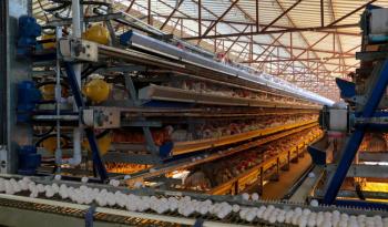 Detecta Senasica circulación del virus IAAP H5N1 en granja de Montemorelos, Nuevo León