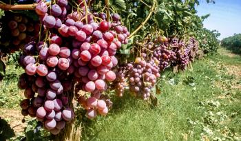 Acuerdan Agricultura y productores vitivinícolas fortalecer acciones fitosanitarias en el Valle de Guadalupe