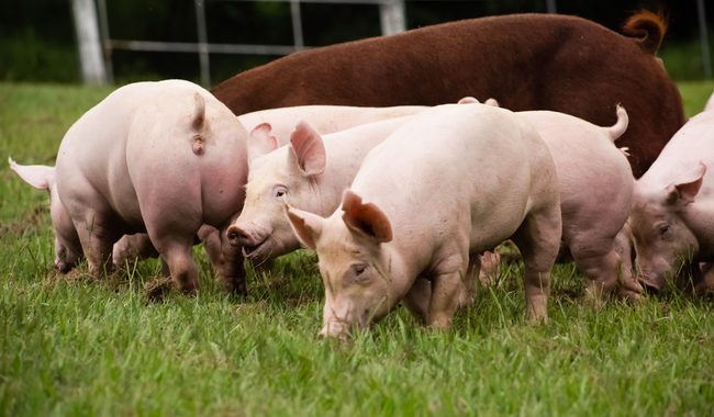 Afinan Agricultura e industria porcina estrategia de regionalización zoosanitaria