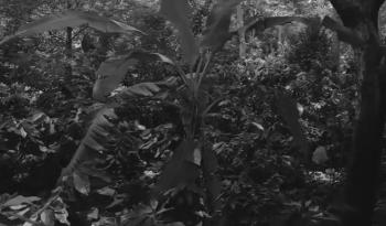 Se estrenó en la Cineteca Nacional el docufilme La leyenda del árbol secreto