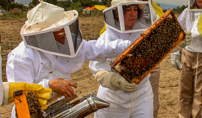 Publica Agricultura recomendaciones para aumentar productividad de agricultores y apicultores de la Península de Yucatán