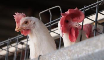 Ordena Senasica vacunación estratégica para proteger la producción avícola de la influenza aviar AH5N1