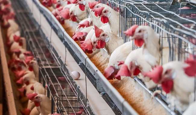 Controla Senasica movilización de productos avícolas en Jalisco, Nuevo León y Sonora