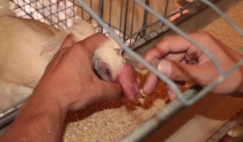 Cierran filas Agricultura y avicultores para evitar propagación de la influenza aviar AH5N1 en el país