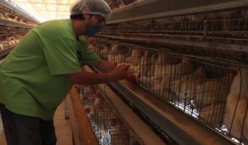 Inicia vacunación estratégica contra influenza aviar AH5N1