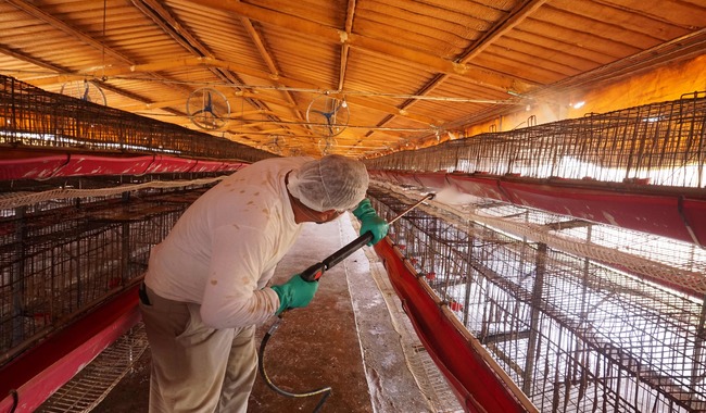 Retira Agricultura cuarentena a la avicultura en NL; constata que virus no se diseminó en la región