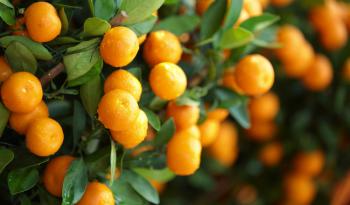 Supera los 17 mil mdp el valor de producción de frutos para rellenar las tradicionales piñatas