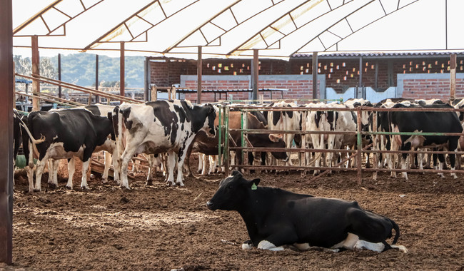 Presenta Agricultura rediseño de Plan contra tuberculosis bovina en hatos lecheros
