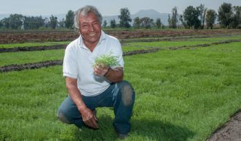 Listo el abasto de romeritos para los platillos que se disfrutarán en Navidad y Año Nuevo: Agricultura