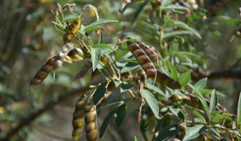 Promueve Agricultura cultivo de chícharo gandul en  Oaxaca; beneficia salud de los suelos y alimentación  de familia