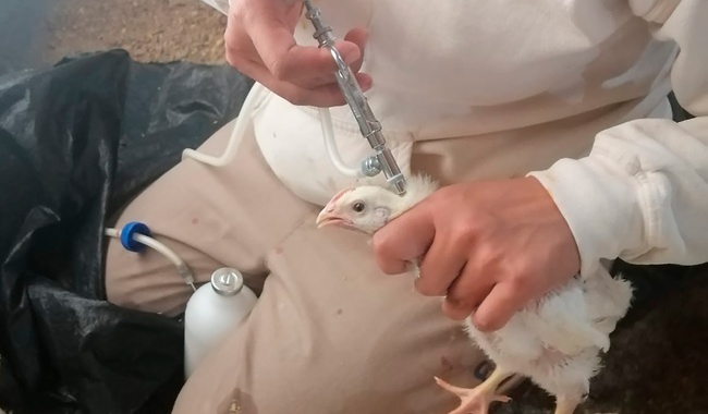 Avanza muestreo y vacunación de aves contra influenza aviar AH5N1 en unidades de producción avícola