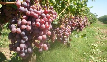 Con abasto garantizado, llegan las uvas mexicanas a mercados y hogares del país para despedir el 2022