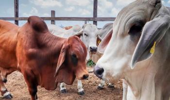 Disminuyeron en el país casos de rabia paralitica bovina
