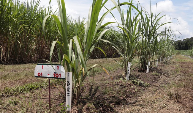 Fortalece México investigación y transferencia de tecnología en la agroindustria de la caña de azúcar 