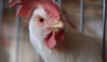 Actualiza Agricultura nuevo Dispositivo Nacional de Emergencia para proteger la avicultura nacional