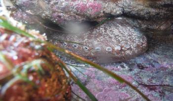 Inicia actividad pesquera 2023 con captura de abulón, almeja chocolate, lisa y liseta