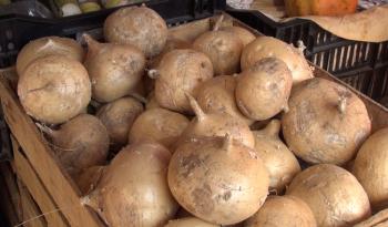 Comienza con buenas perspectivas cosecha de jícama en Veracruz, un cultivo agroecológico