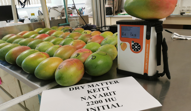 Se posiciona México entre los principales productores y exportadores de mango en el mundo