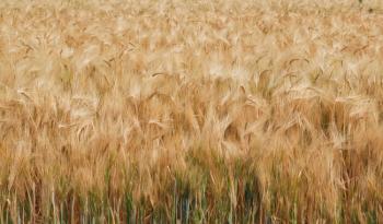 Avanza con buenas perspectivas siembra de trigo en Valle de Mexicali para el ciclo agrícola 22-23