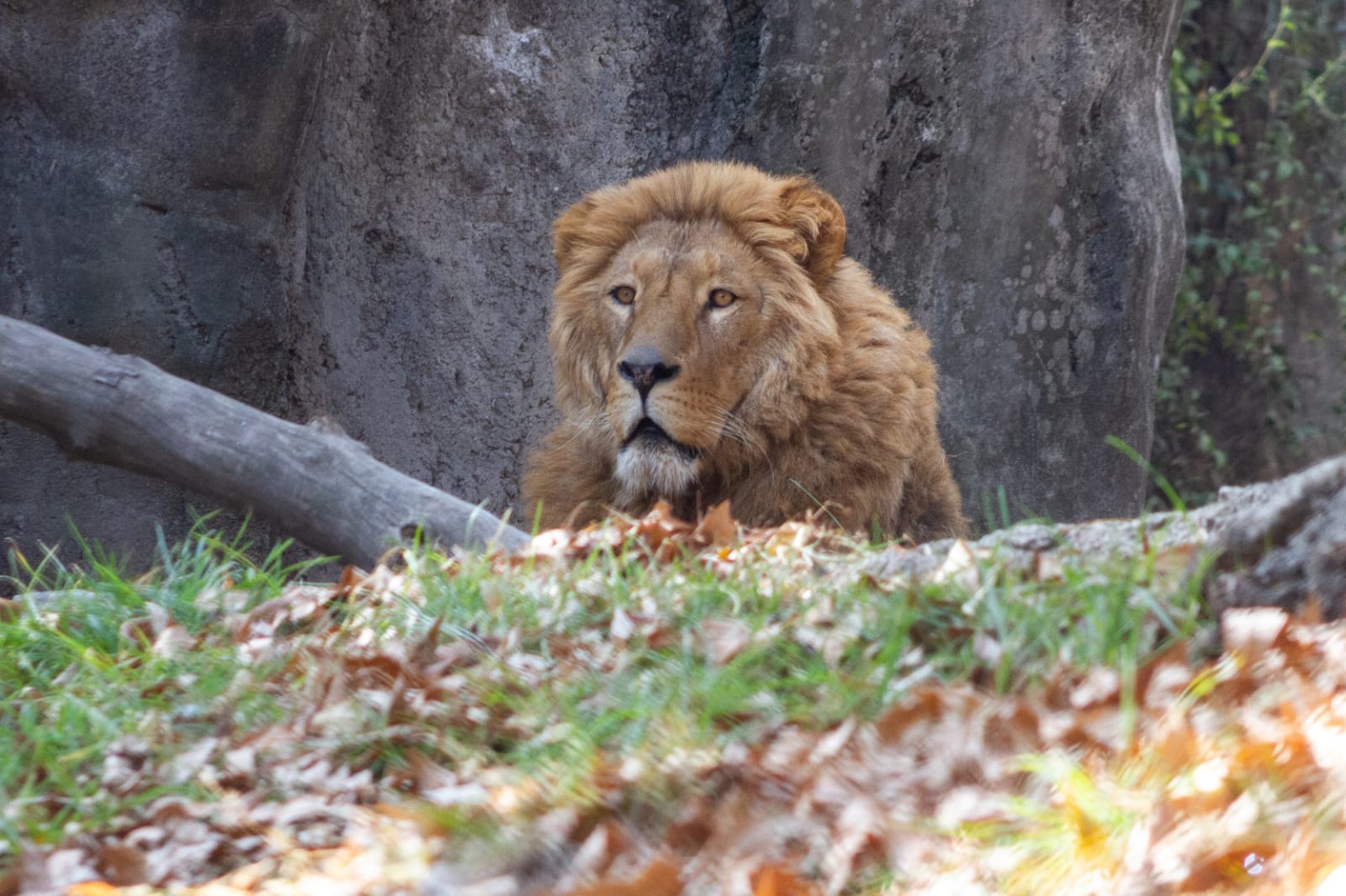 Logra Zoológico de Chapultepec recuperación exitosa de leones rescatados por PROFEPA de un santuario en el Ajusco
