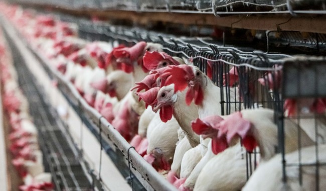 Retira Agricultura cuarentena a la avicultura de Yucatán; sin focos activos de influenza aviar AH5N1 en México