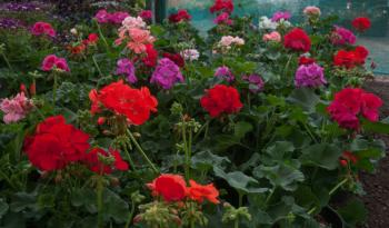 Listo el abasto de flores ornamentales ante demanda por el 14 de febrero