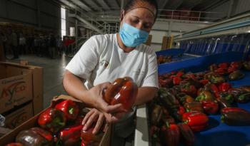Rompe México barrera de los 50 mil millones de dólares en exportaciones agroalimentarias 
