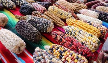 La Colmena presenta documental sobre la nixtamalización en Tlaxcala para visibilizar la importancia de su conservación