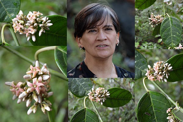 Descubren nuevo bejuco con flor rosa pálido y aroma a gardenias en Oaxaca