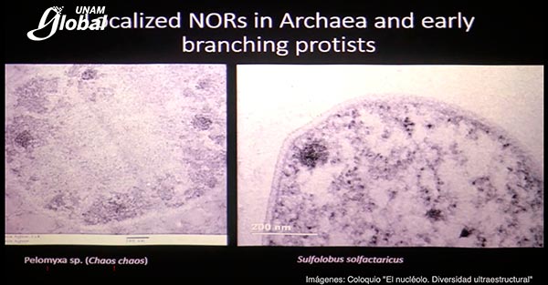 Descubren nucléolo en células procariontes: Hallazgo científico que cambia paradigma en la biología
