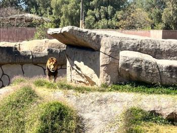 SEDEMA reconoce rehabilitación exitosa de cuatro leones africanos rescatados