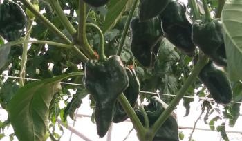 Inoculación con hongos aumenta producción y calidad del chile poblano en México