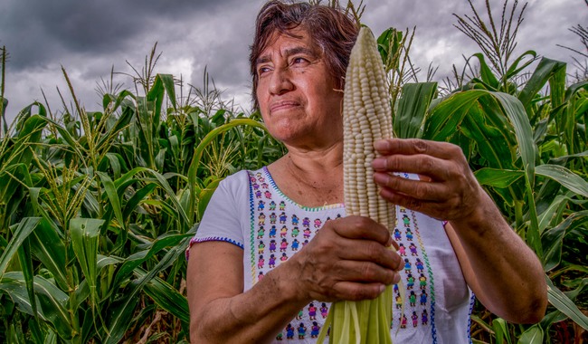 El 86% de las mujeres en el sector primario de México trabajan en la agricultura
