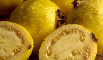 Secretaría de Agricultura promueve la producción de guayaba en Nayarit