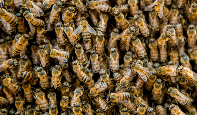 INIFAP propone estrategia para la crianza de abejas nativas sin aguijón