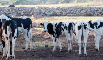 México avanza en la erradicación de la tuberculosis bovina en siete regiones del país