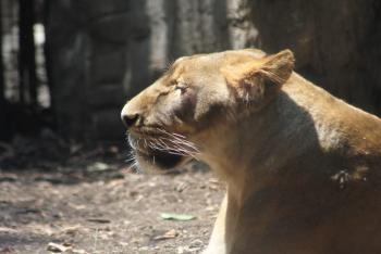 Leona rescatada Alika recupera su salud en el Zoológico de Chapultepec