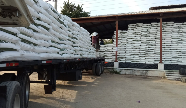 Avance del 93% en entrega de fertilizantes a productores de maíz en Morelos