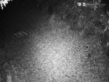 Monitoreo de biodiversidad en el Parque Nacional Desierto de los Leones registra especies en peligro