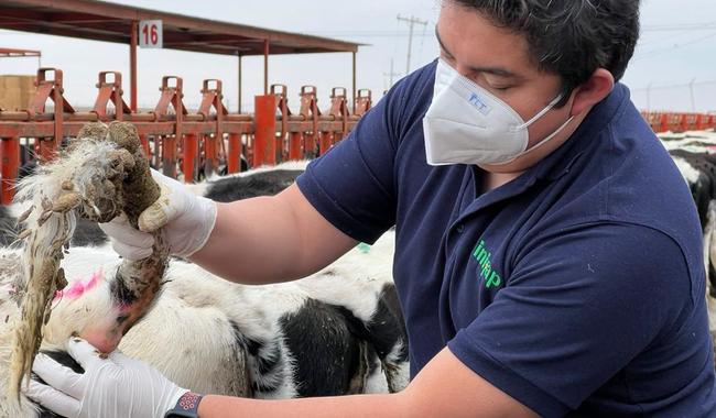 INIFAP desarrolla vacunas contra infecciones de Mycoplasma en bovinos para mejorar producción
