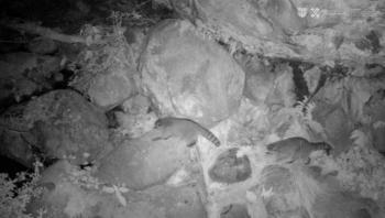 Aumenta Biodiversidad en Áreas Naturales Protegidas de Ciudad de México Gracias a Programa de Monitoreo