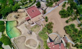 Amplían recinto de elefanta africana Ely en Zoológico de San Juan de Aragón para mejorar bienestar