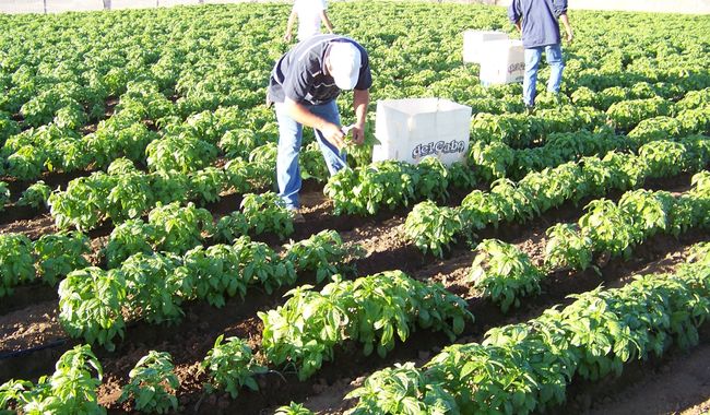 México amplía lista de insumos permitidos en producción de alimentos orgánicos
