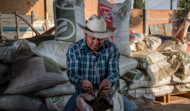 Inicia suministro de fertilizantes en Guanajuato para impulsar la autosuficiencia alimentaria