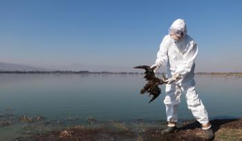 Alerta Sanitaria en México: Investigación de Mortandad de Aves Marinas en las Costas del Pacífico