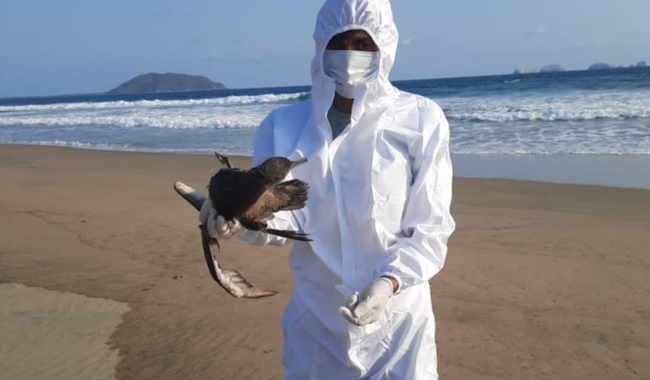 Muerte masiva de aves marinas en el Pacífico mexicano: Inanición, no Virus Aviares, Confirma Senasica